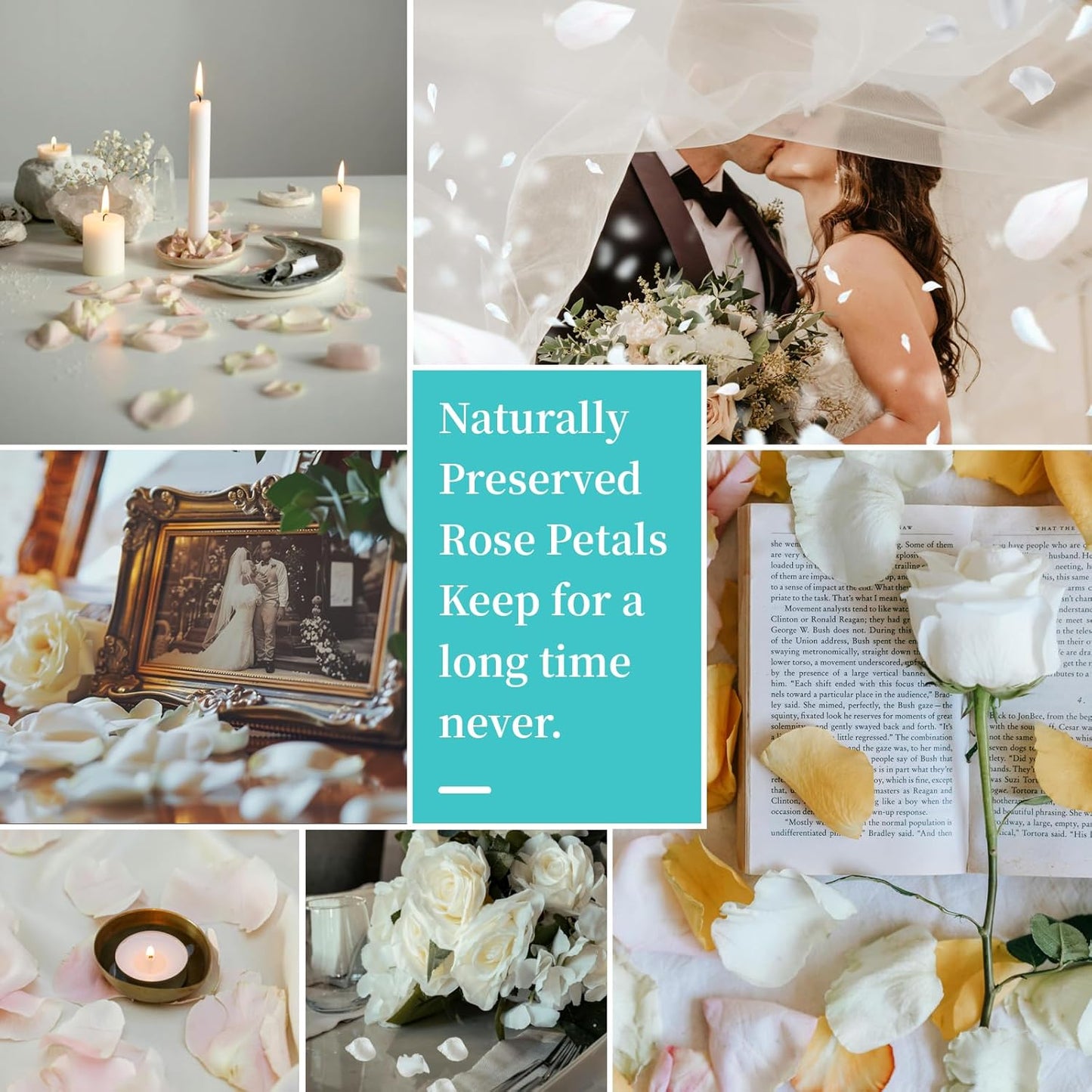 Real Ivory Rose Petals, Frozen Preserved Petals for, Wedding Party Decorations, Dried Flower Confetti, Table Centerpieces, Bridal Shower, 3.17 oz (90 g)